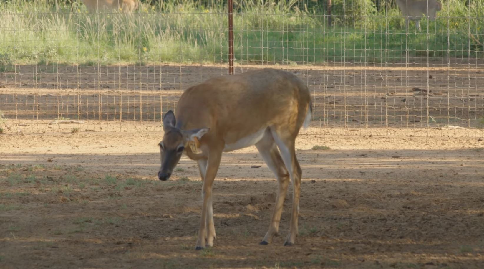CWD Cured? New Video From The High Road Group Gives Hope