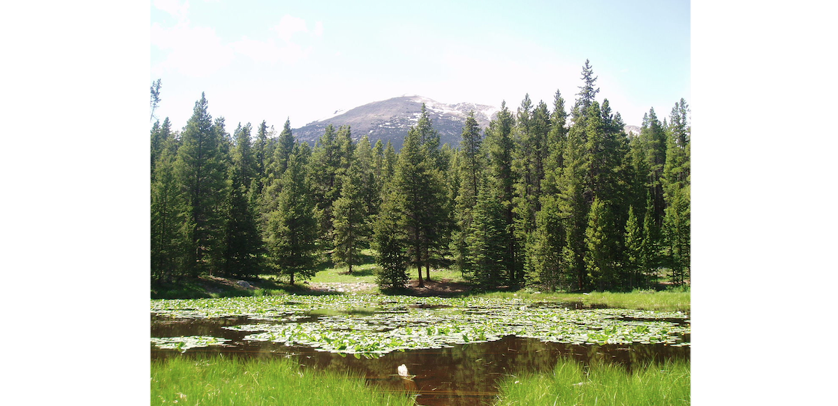 Colorado Elk Habitats