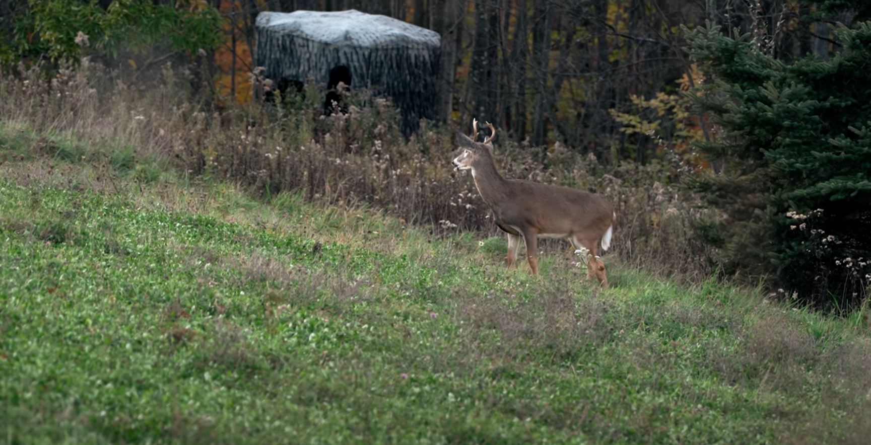 Can You Accurately Age a Deer in the Field? Find out with NDA's Quiz!