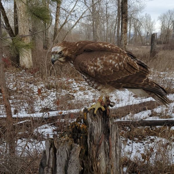The author's red-tailed hawk Grinnell perches on a tree while readying a flight on a rabbit nearby.