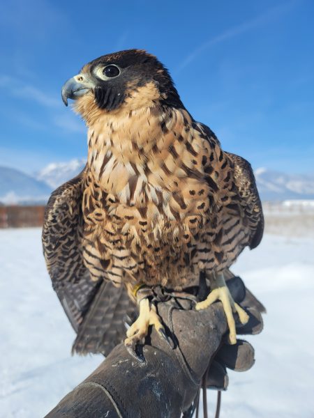 Freyja, the author's peregrine, recovers on the fist after a flight.