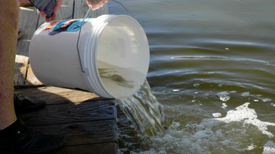 CCA & Mud Hole releases 15,000 Redfish in Indian River Lagoon