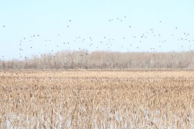 Chevron has awarded Ducks Unlimited $500,000 for use in two of their Gulf Coast Initiative projects in the gulf coast of Louisiana.