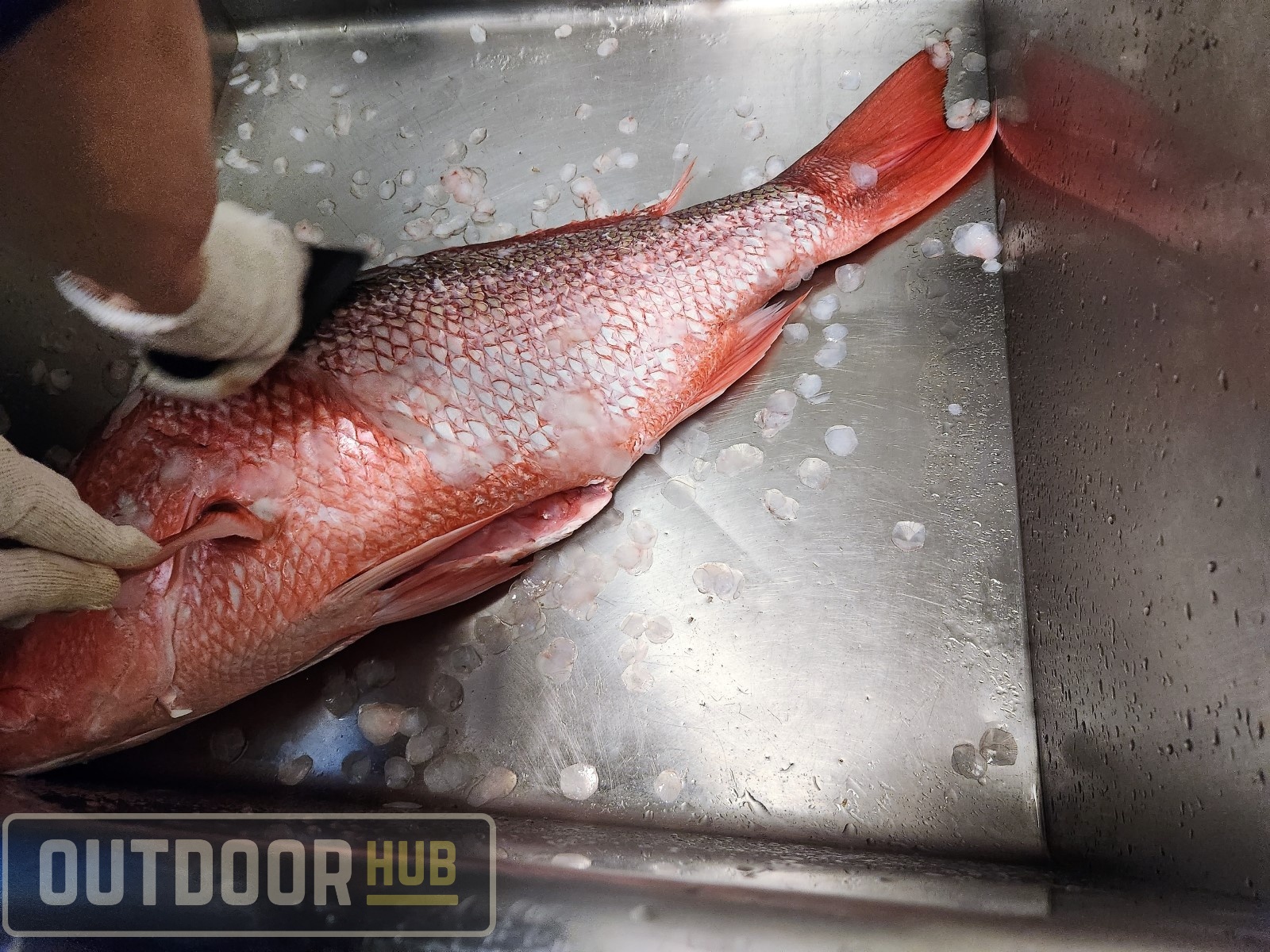 Breaking It Down: Filleting a Red Snapper