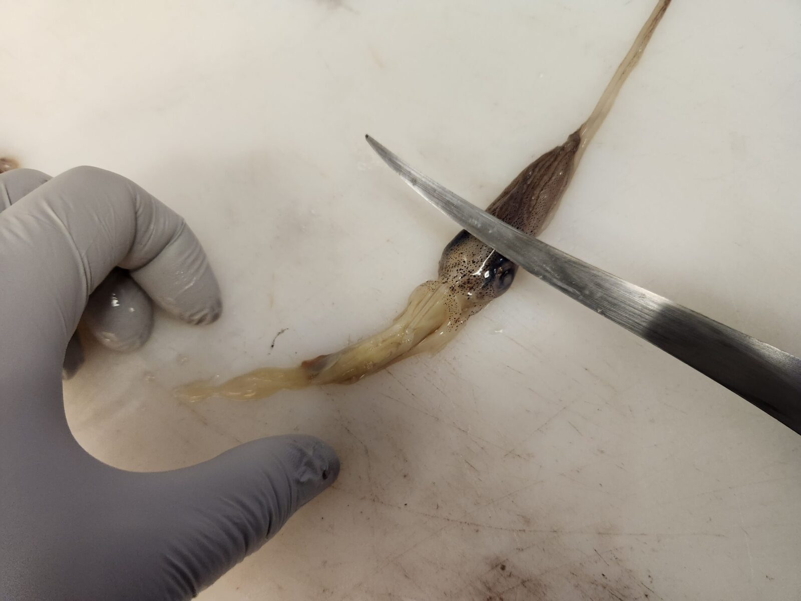 Breaking it Down: Cleaning Spring Squid - (Sautéed Calamari)