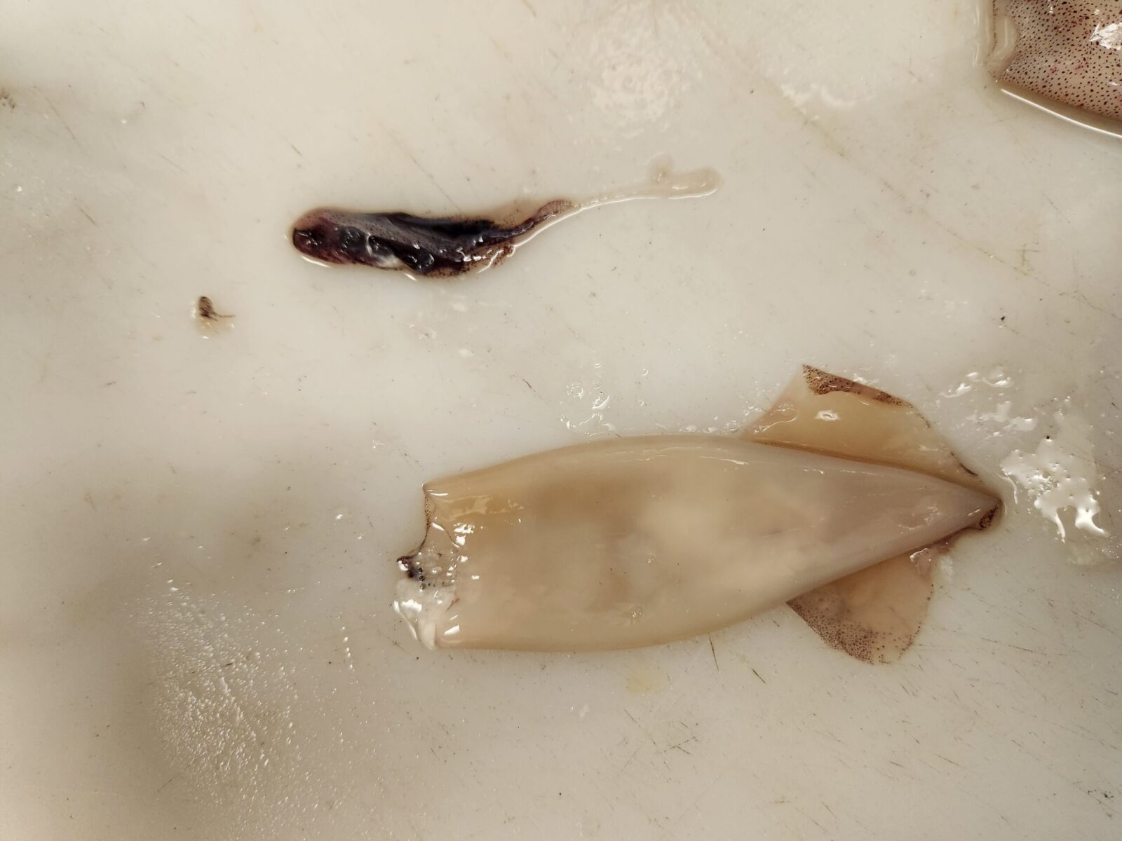 Breaking it Down: Cleaning Spring Squid - (Sautéed Calamari)