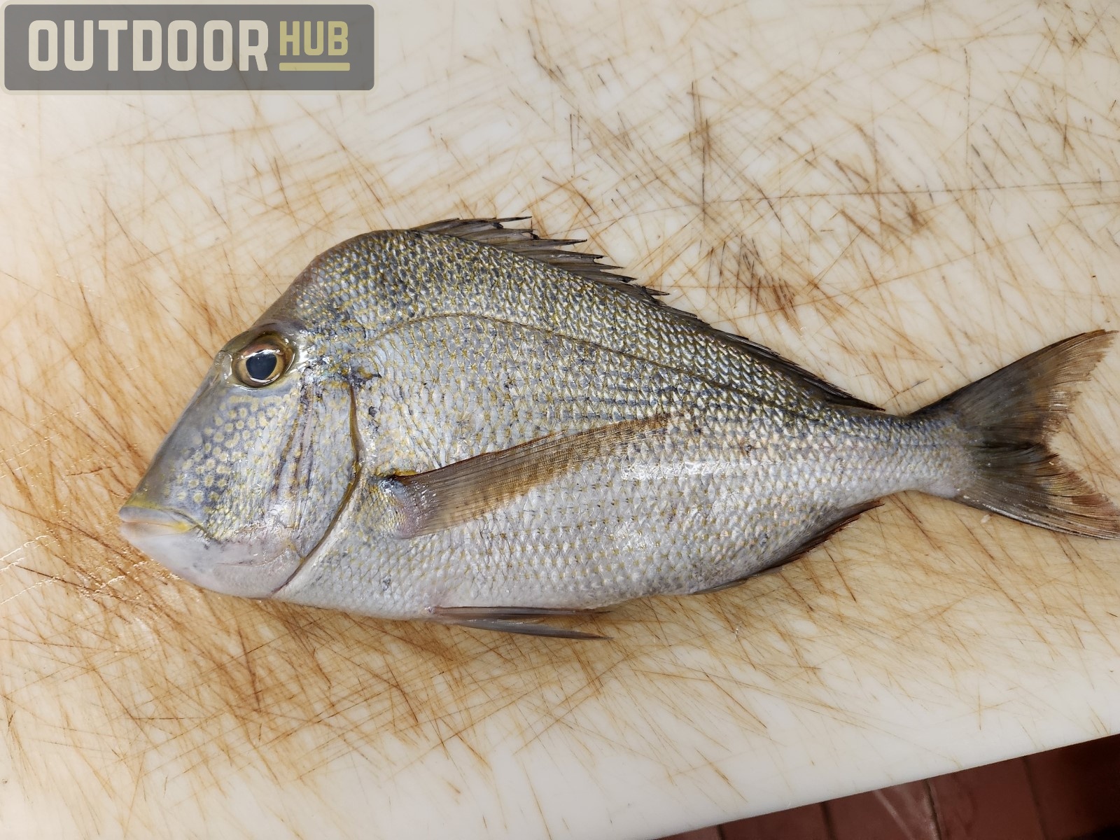 Breaking it Down: Knobbed Porgy (Chinese Steamed Fish