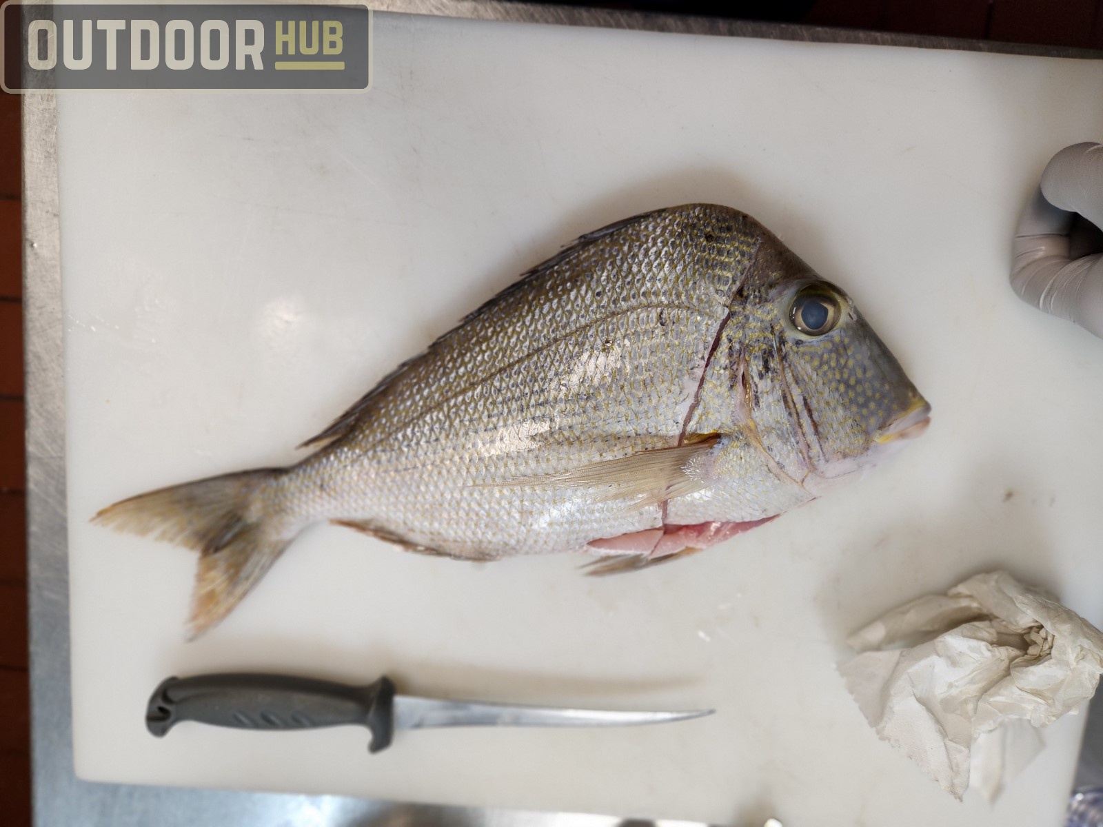 Breaking it Down: Knobbed Porgy (Chinese Steamed Fish