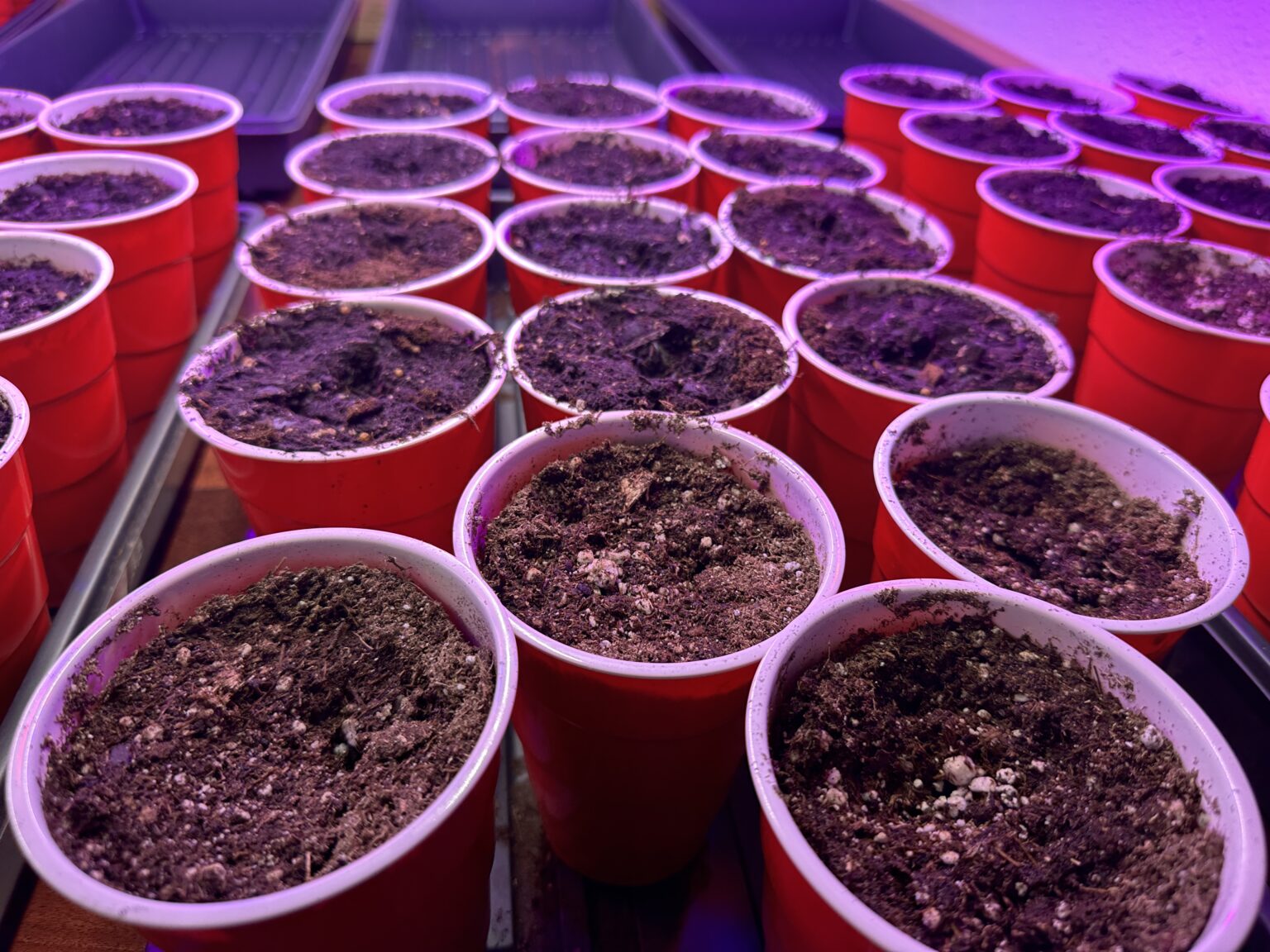 how-to-setup-an-indoor-growing-space-to-start-seeds-outdoorhub