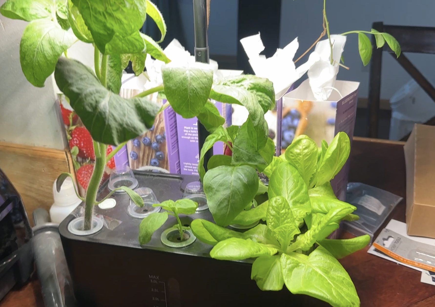 Year-round Produce with a Countertop Hydroponic System | OutdoorHub