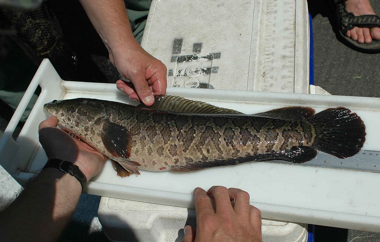 LDWF Confirms Northern Snakeheads in Concordia Parish | OutdoorHub