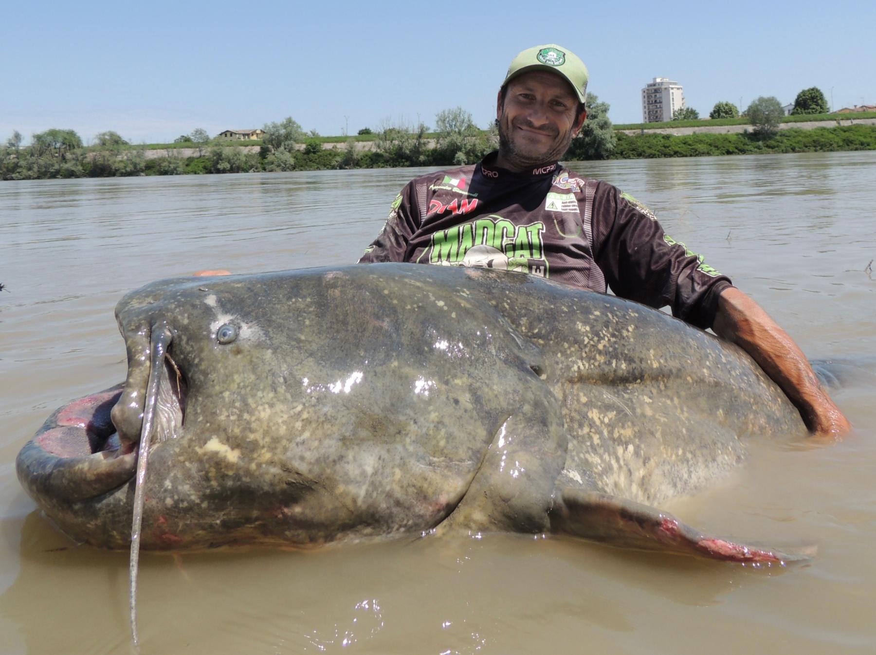 Monster Record Breaking Wels Catfish caught in Italy