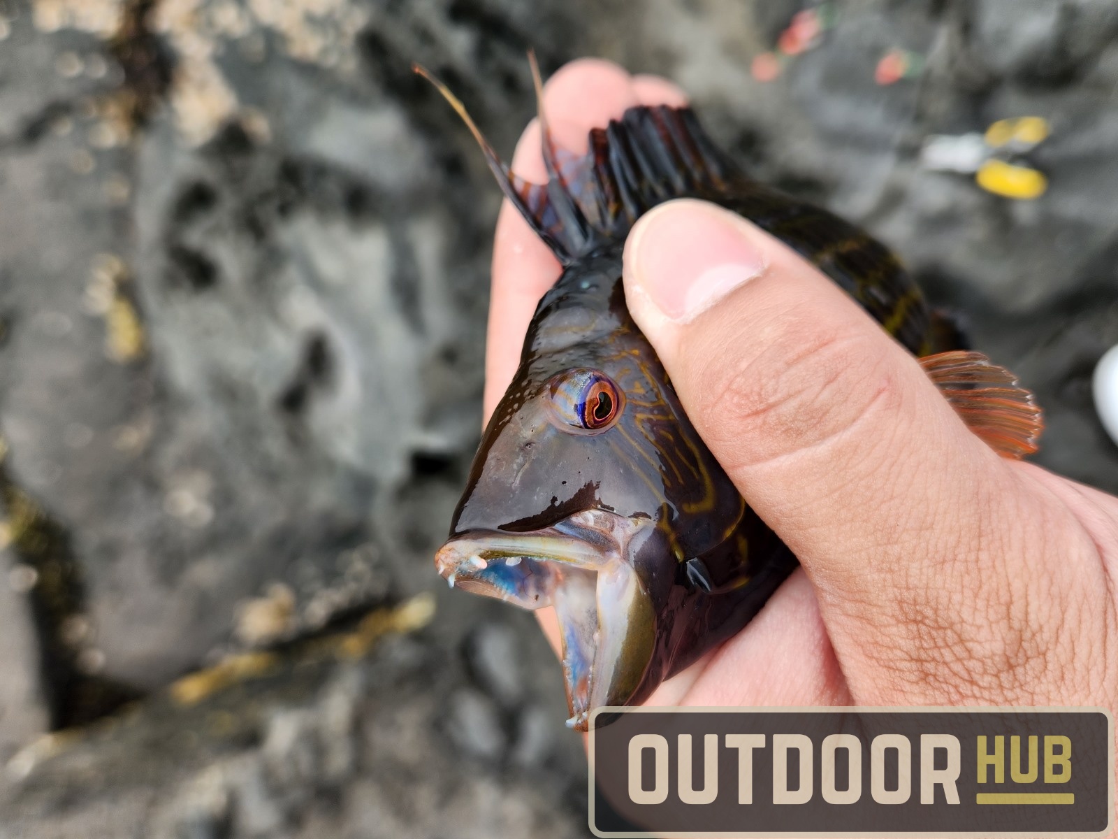 Traveling South Korea - Shore Fishing Jeju Island