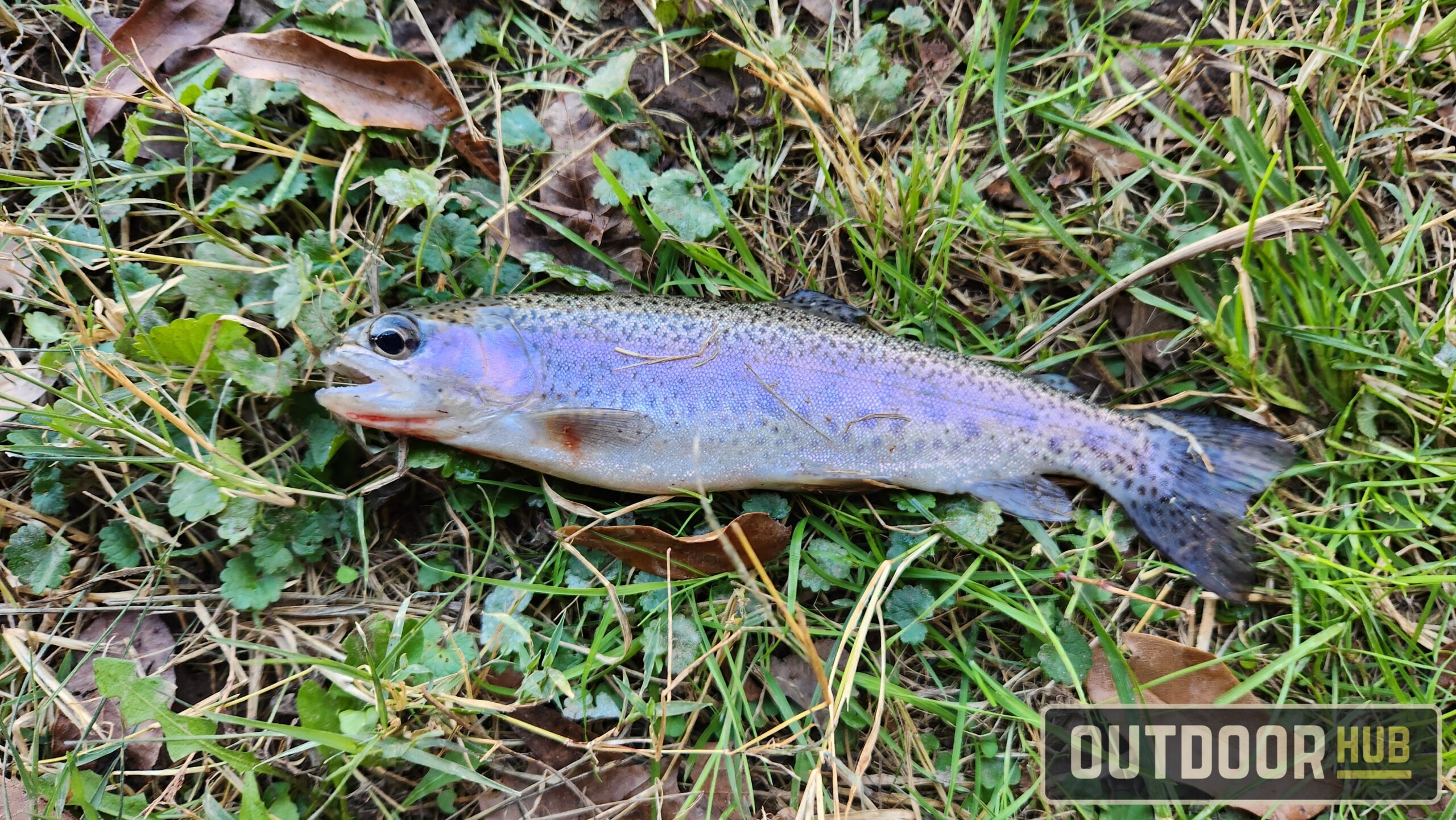 OutdoorHub Review: St. Croix Trout Series Spinning Rod