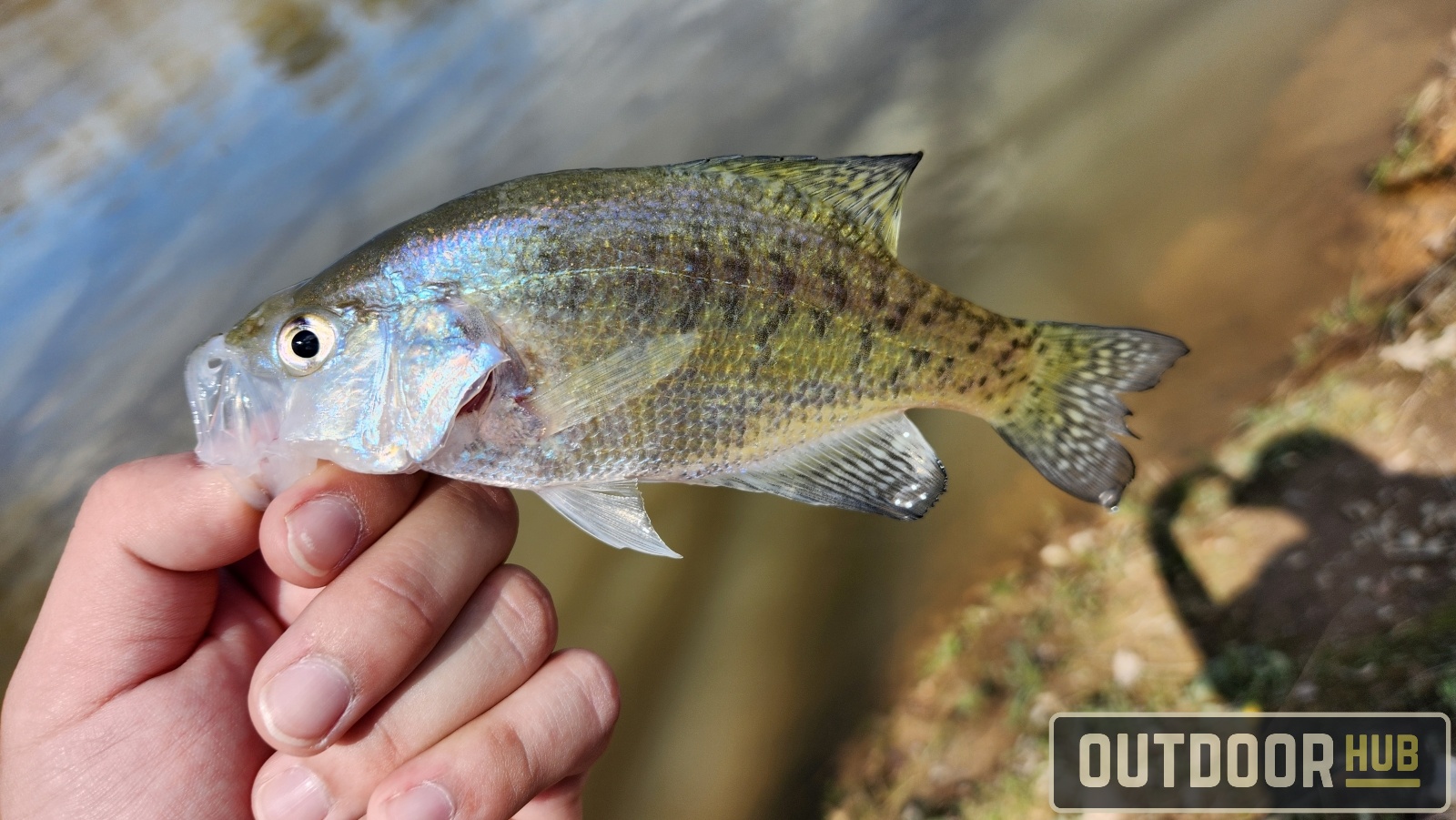 A Week of Chasing White Bass on the Coosa