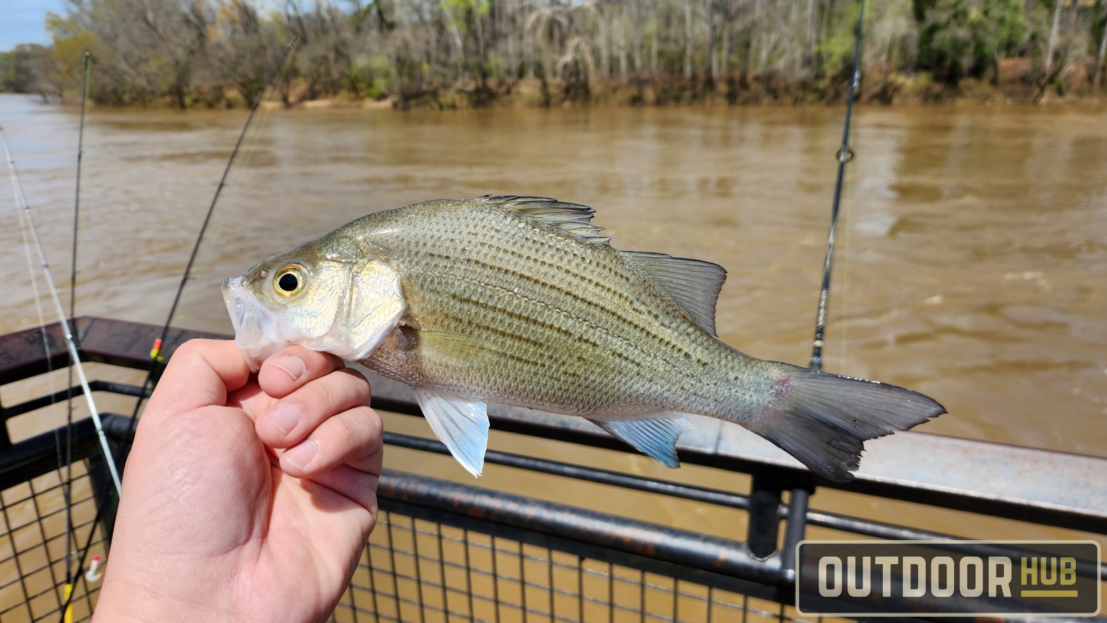 A Week of Chasing White Bass on the Coosa