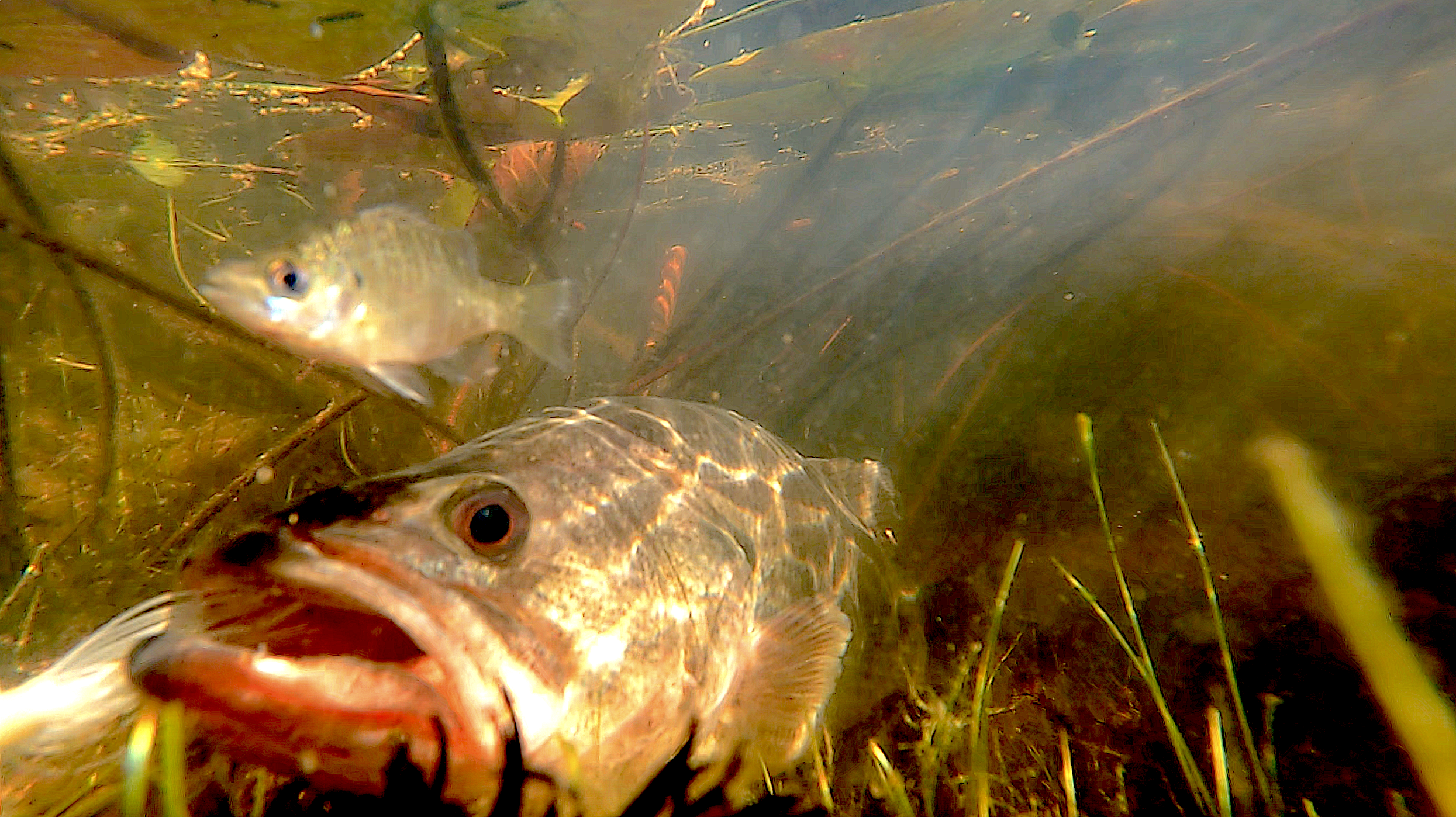 Take Benefit of March Winds: Fish Wind Blown Banks!