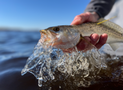 Downsizing for Speckled Trout