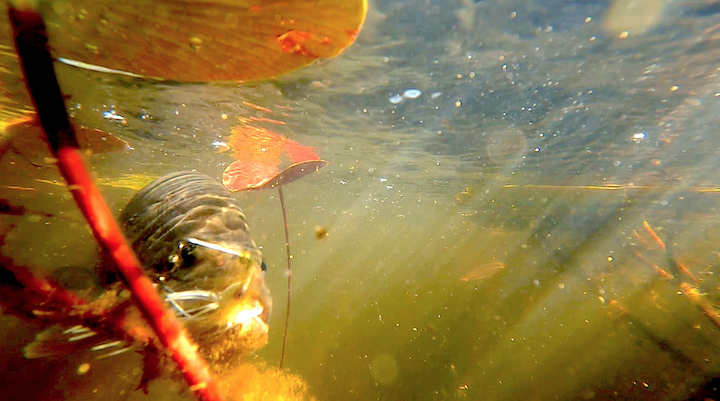 Understanding the Bass Spawn | OutdoorHub