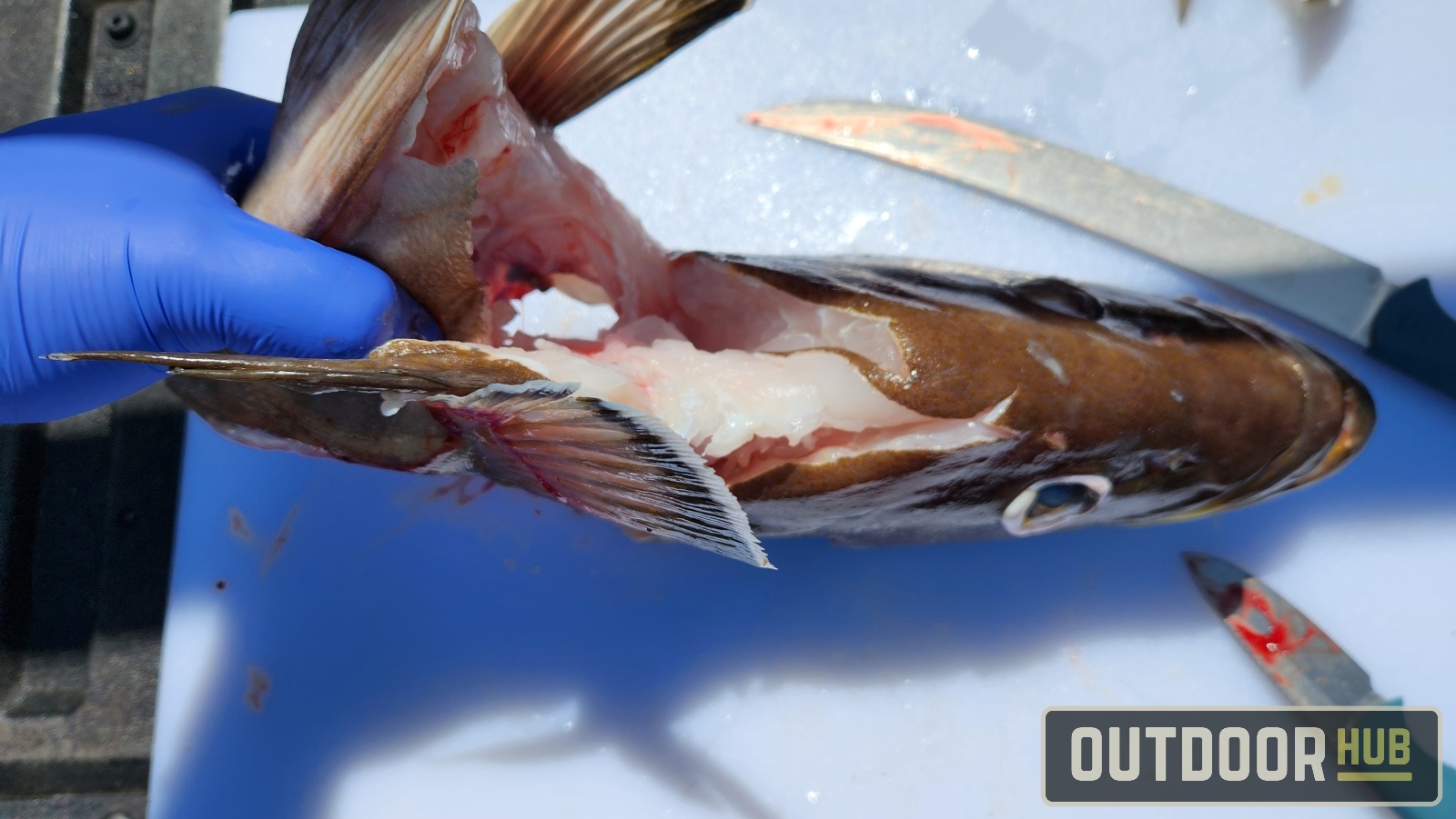 Breaking it Down – Grouper Throats