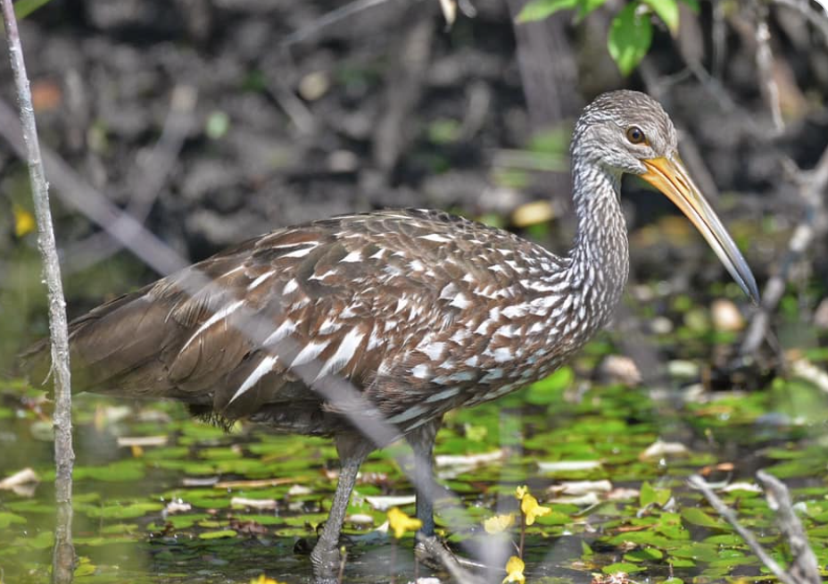 Limpkin Numbers Growing in Louisiana | OutdoorHub