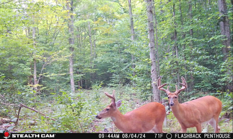 Mature Bucks