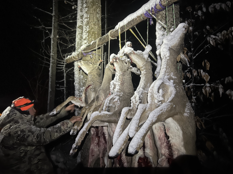 Michigan Whitetail