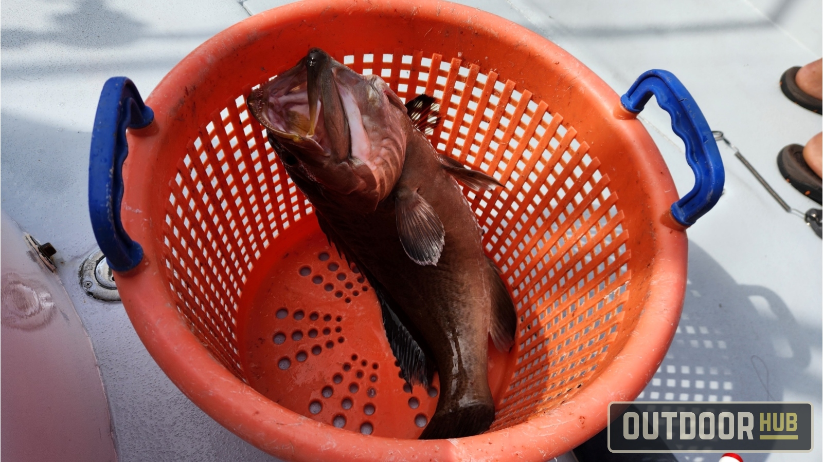 Out of Season Offshore Bottom Fishing in Destin Florida