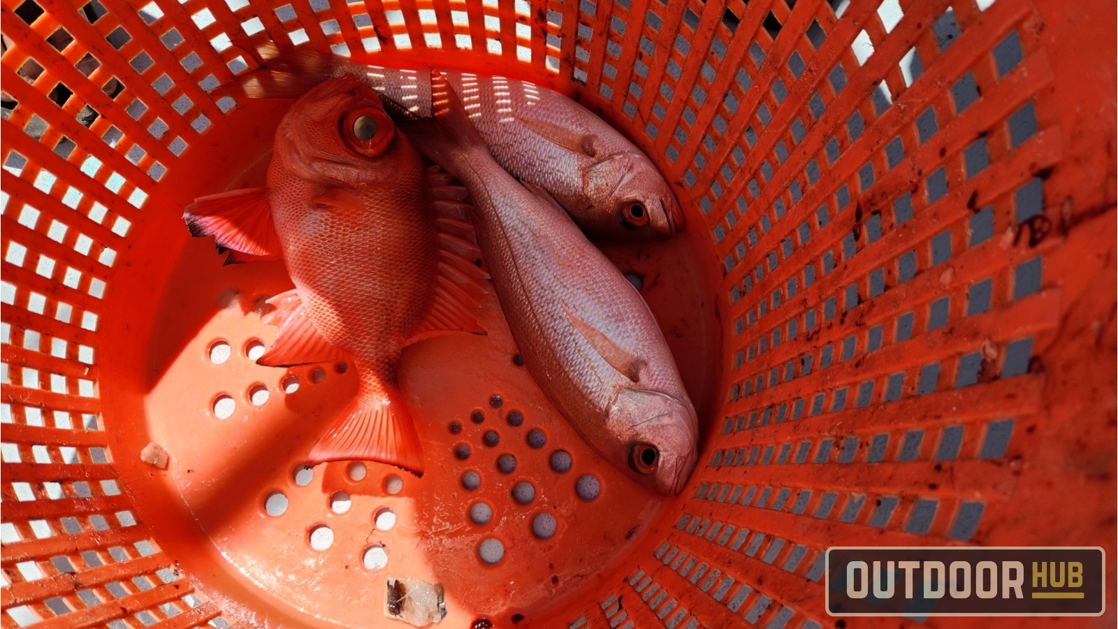 Out of Season Offshore Bottom Fishing in Destin Florida