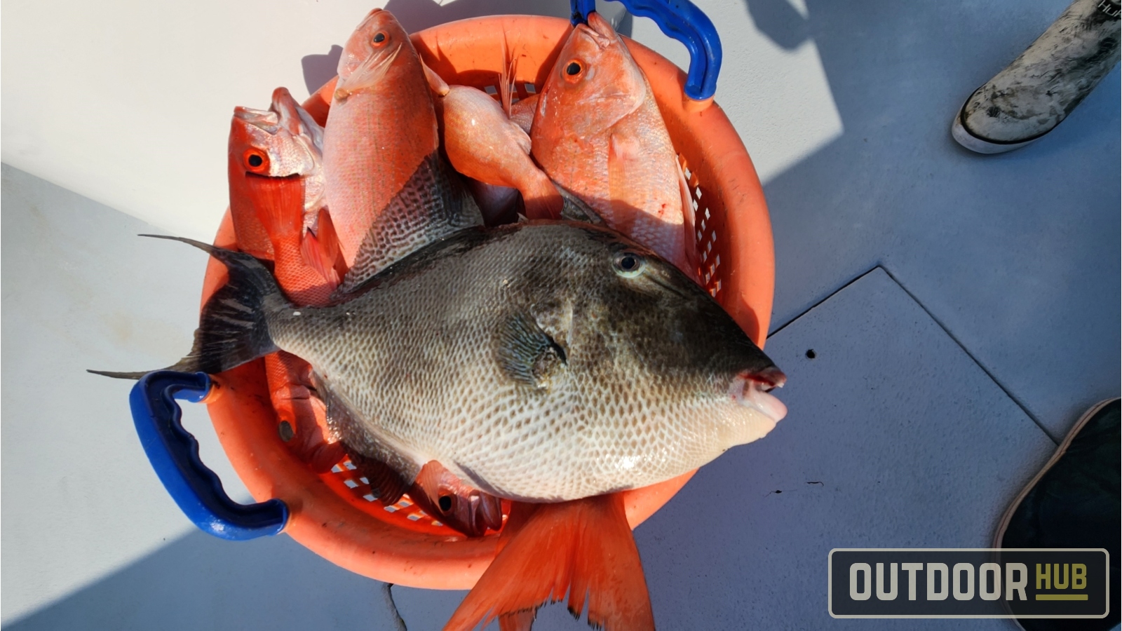 Out of Season Offshore Bottom Fishing in Destin Florida