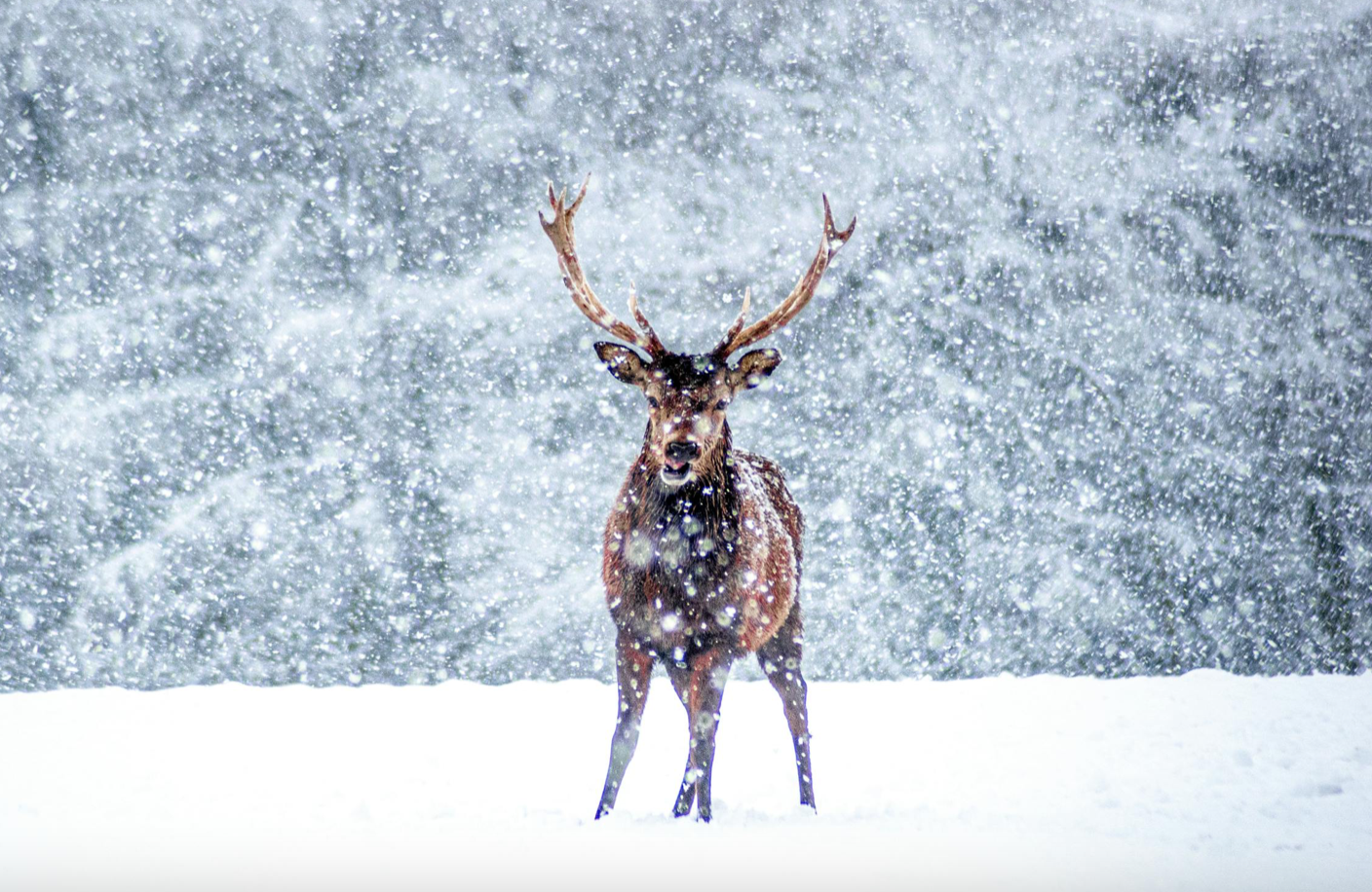 Farmers Almanac Releases 2024-2025 Winter Predictions