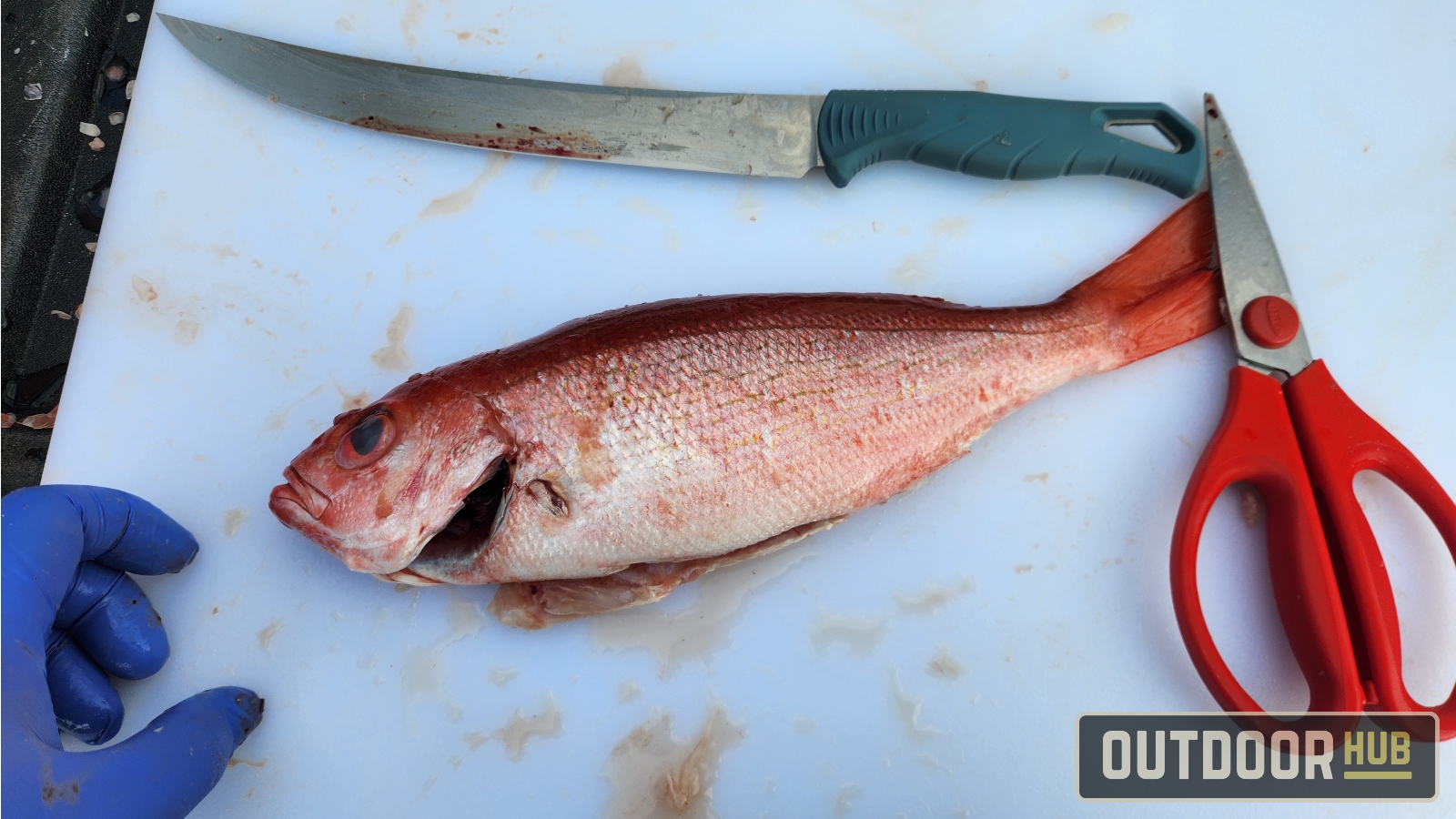 Breaking it Down – Butterflied Fish – Vermillion Snapper