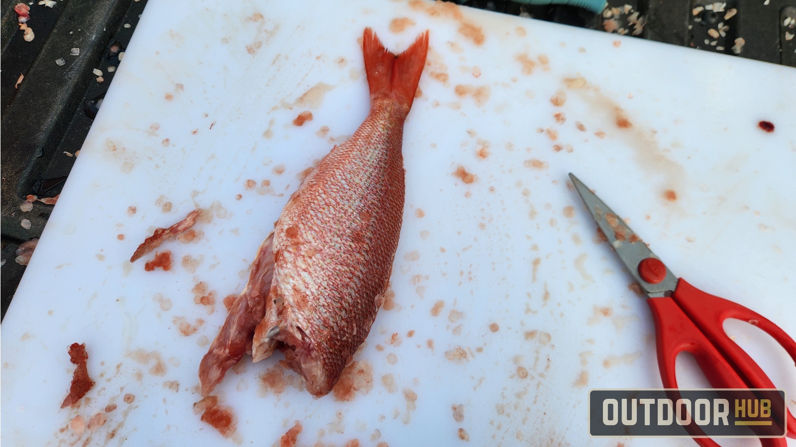 Breaking it Down – Butterflied Fish – Vermillion Snapper