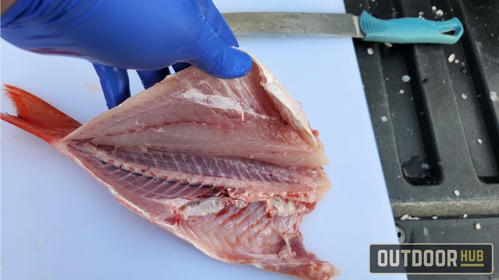 Breaking it Down – Butterflied Fish – Vermillion Snapper