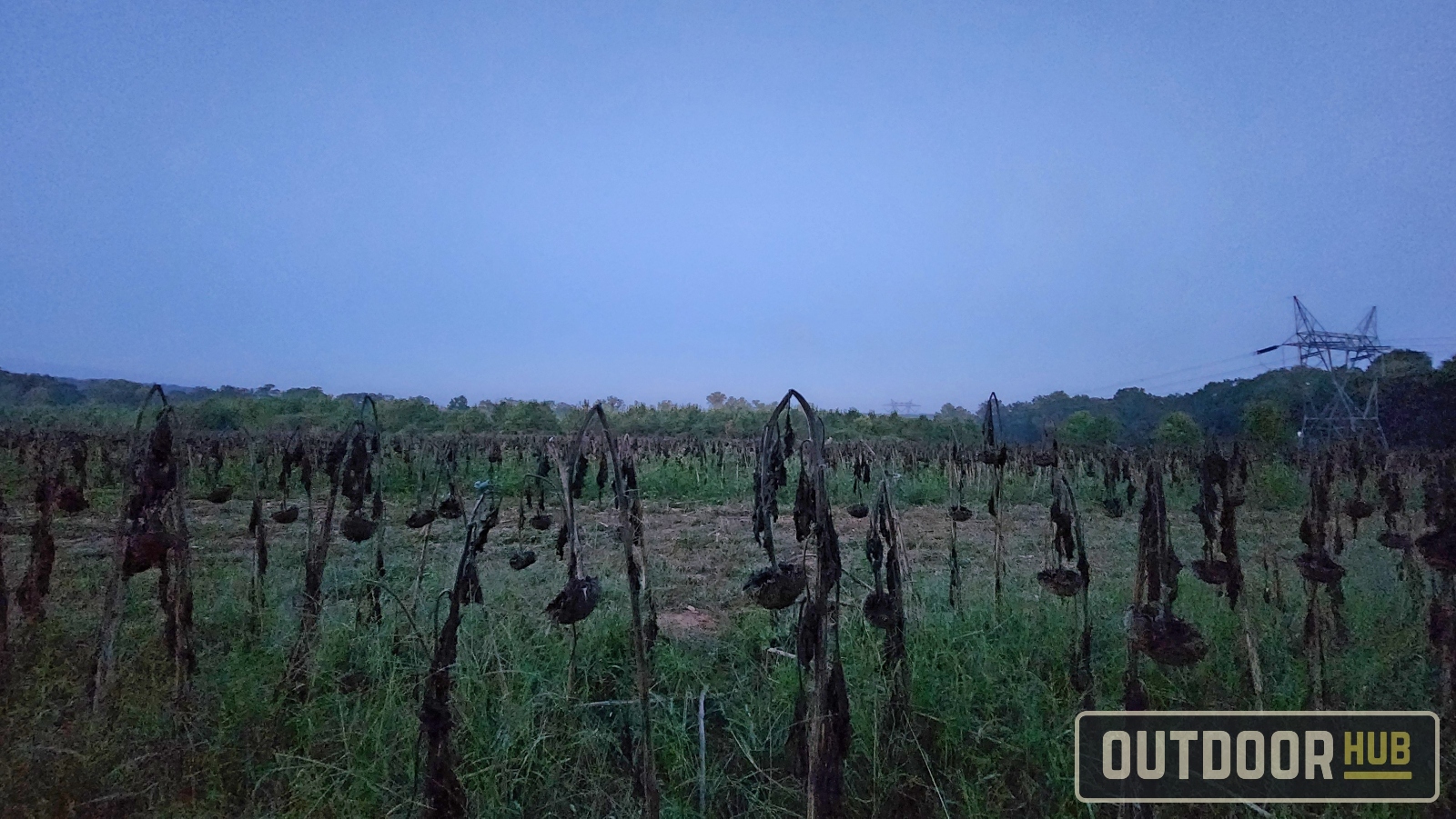 Hunting the Georgia Dove Opener at Berry College WMA