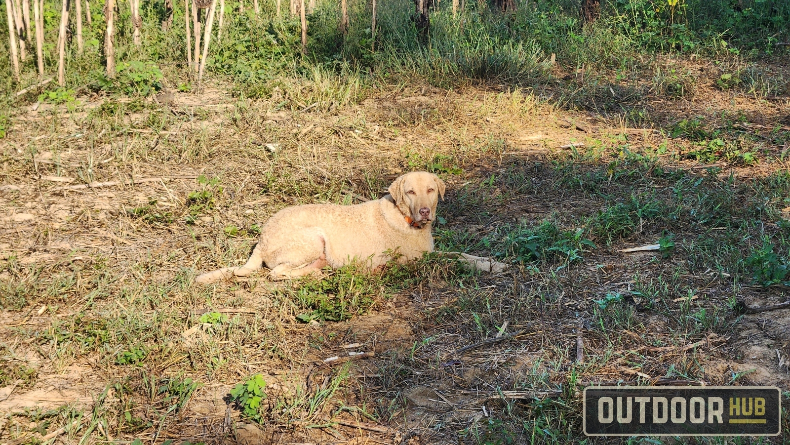 Hunting the Georgia Dove Opener at Berry College WMA