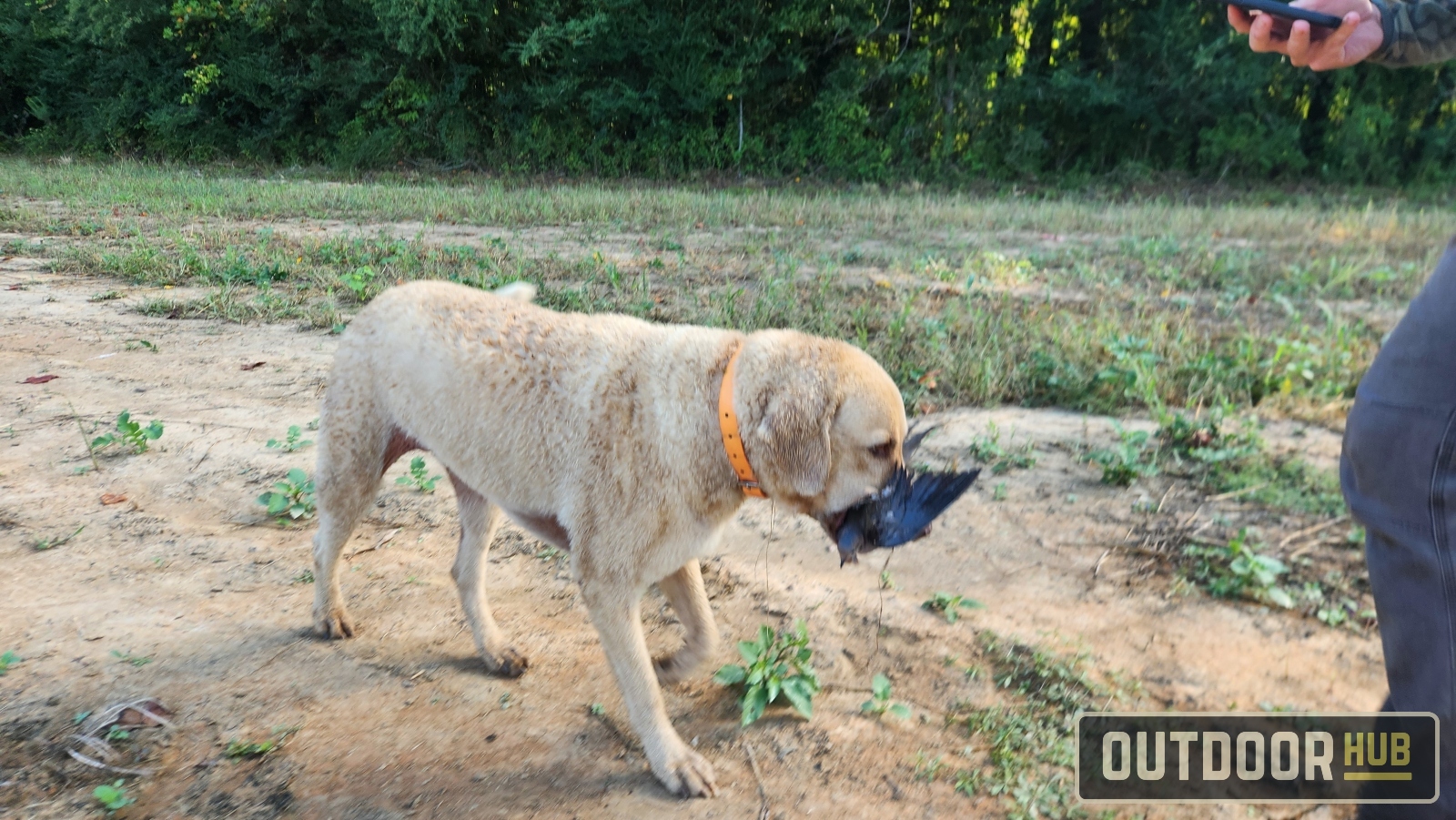 Hunting the Georgia Dove Opener at Berry College WMA