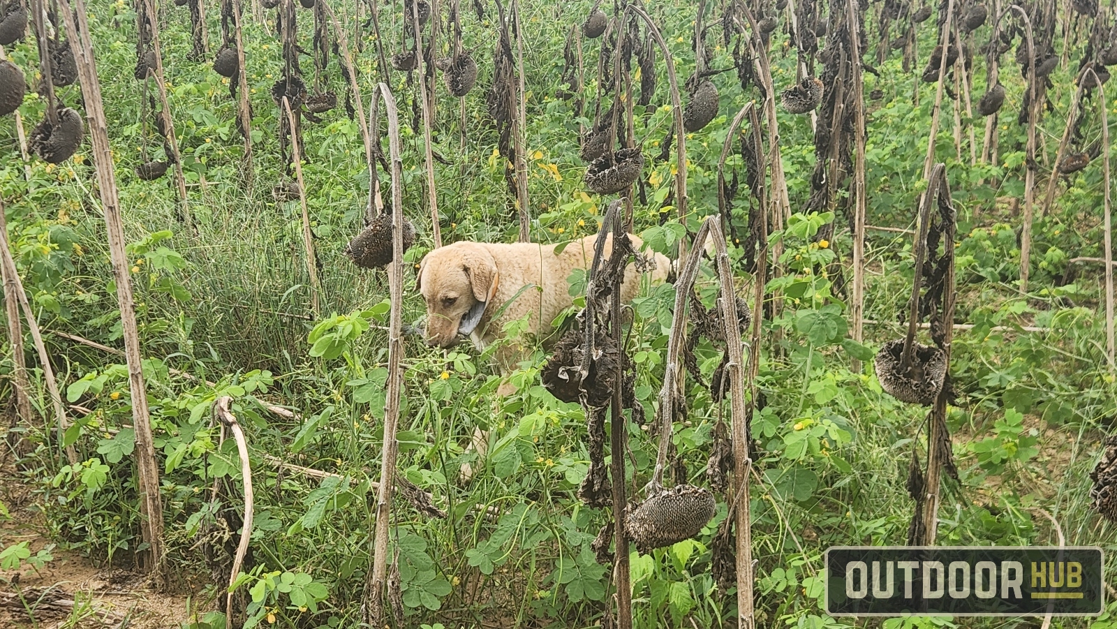 Hunting the Georgia Dove Opener at Berry College WMA