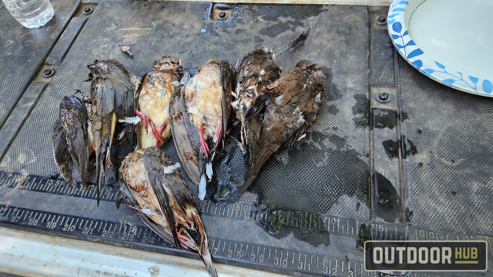 Hunting the Georgia Dove Opener at Berry College WMA