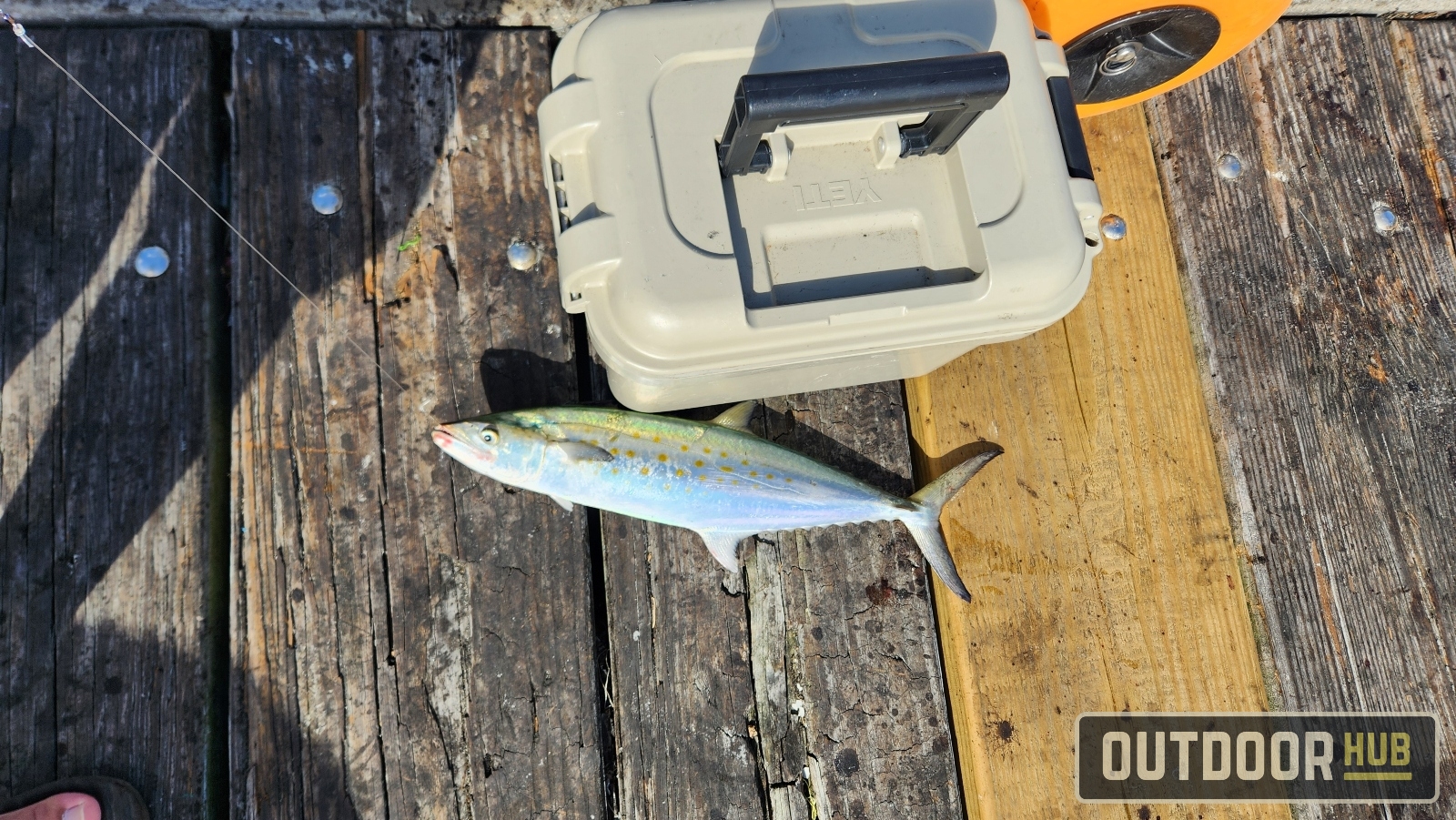 November Mackerel in Panama City Beach