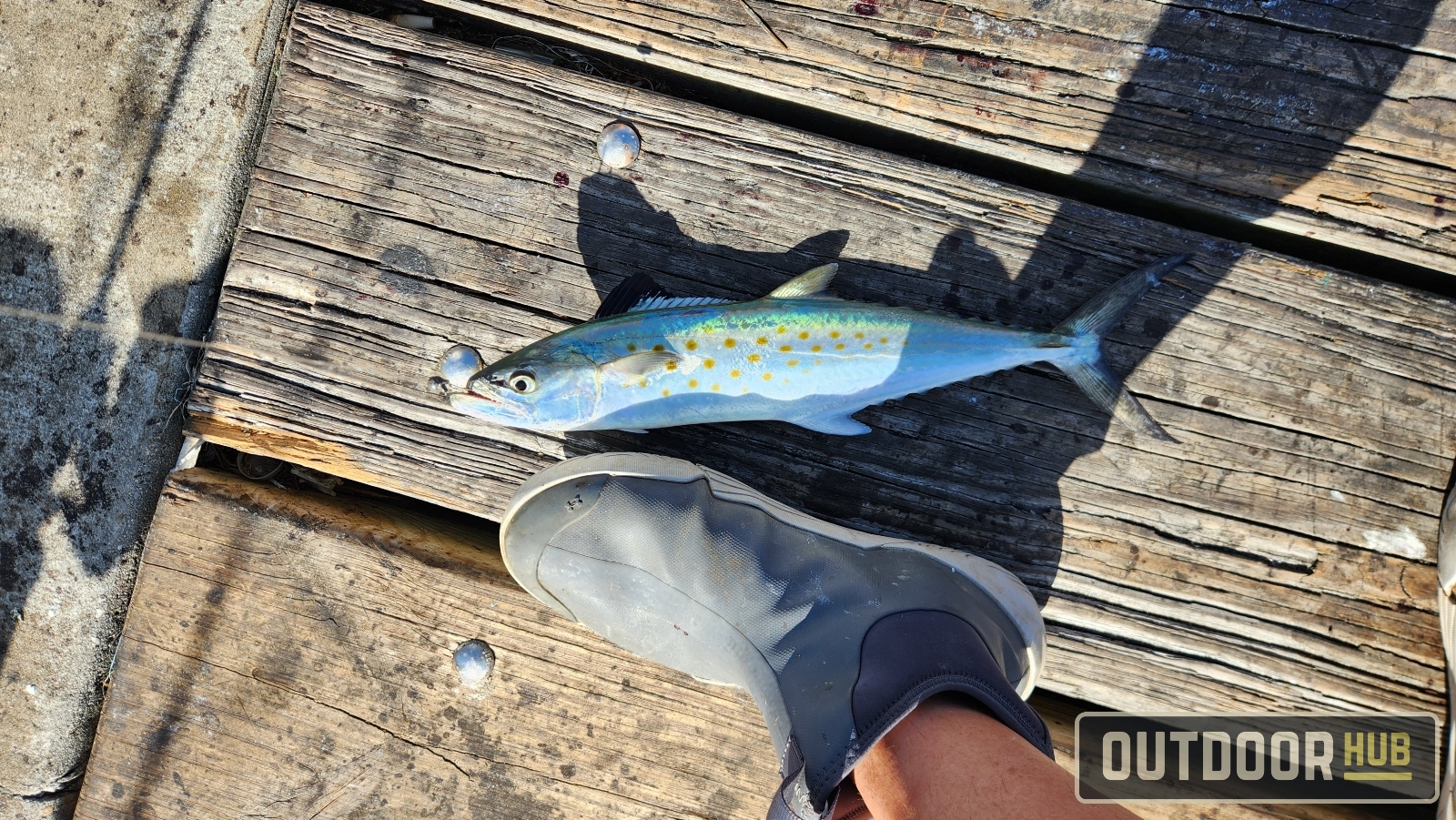 November Mackerel in Panama City Beach