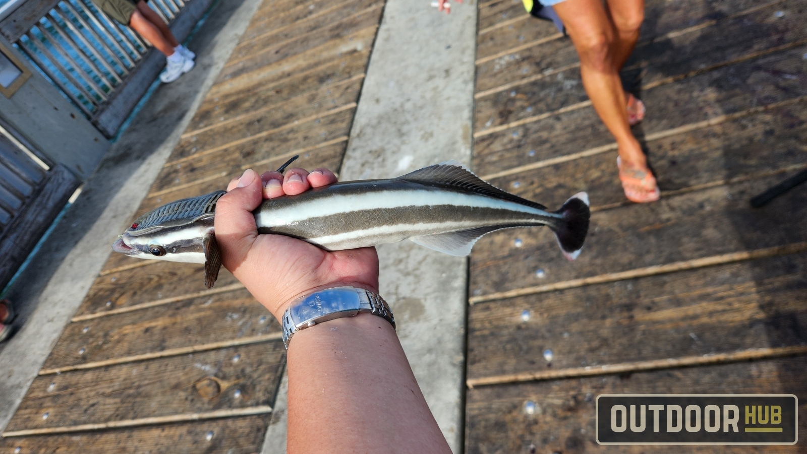 November Mackerel in Panama City Beach