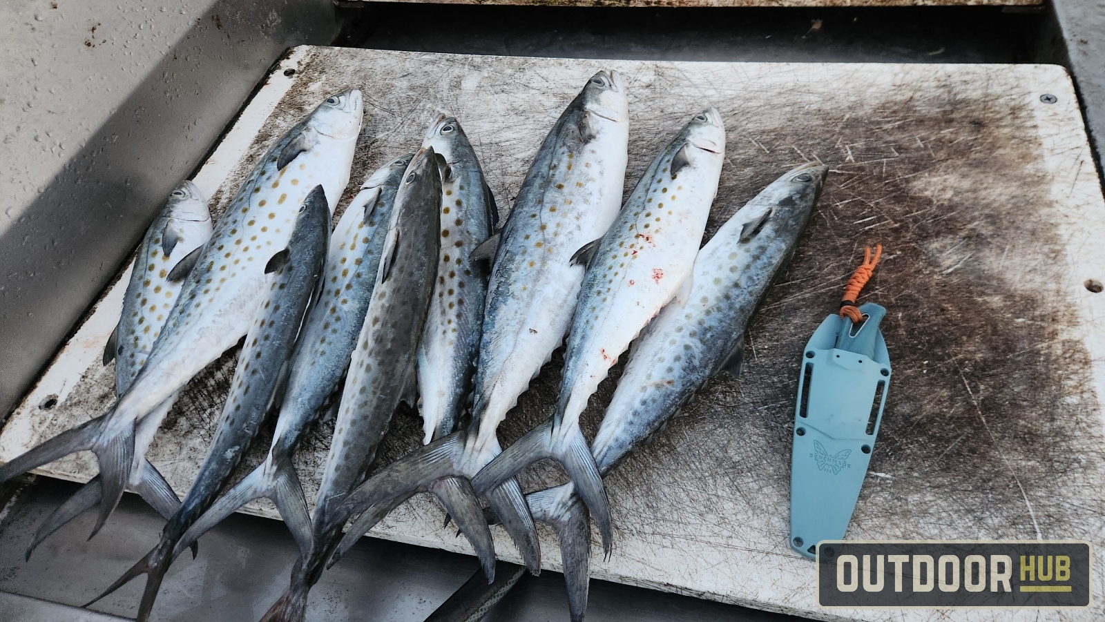 November Mackerel in Panama City Beach