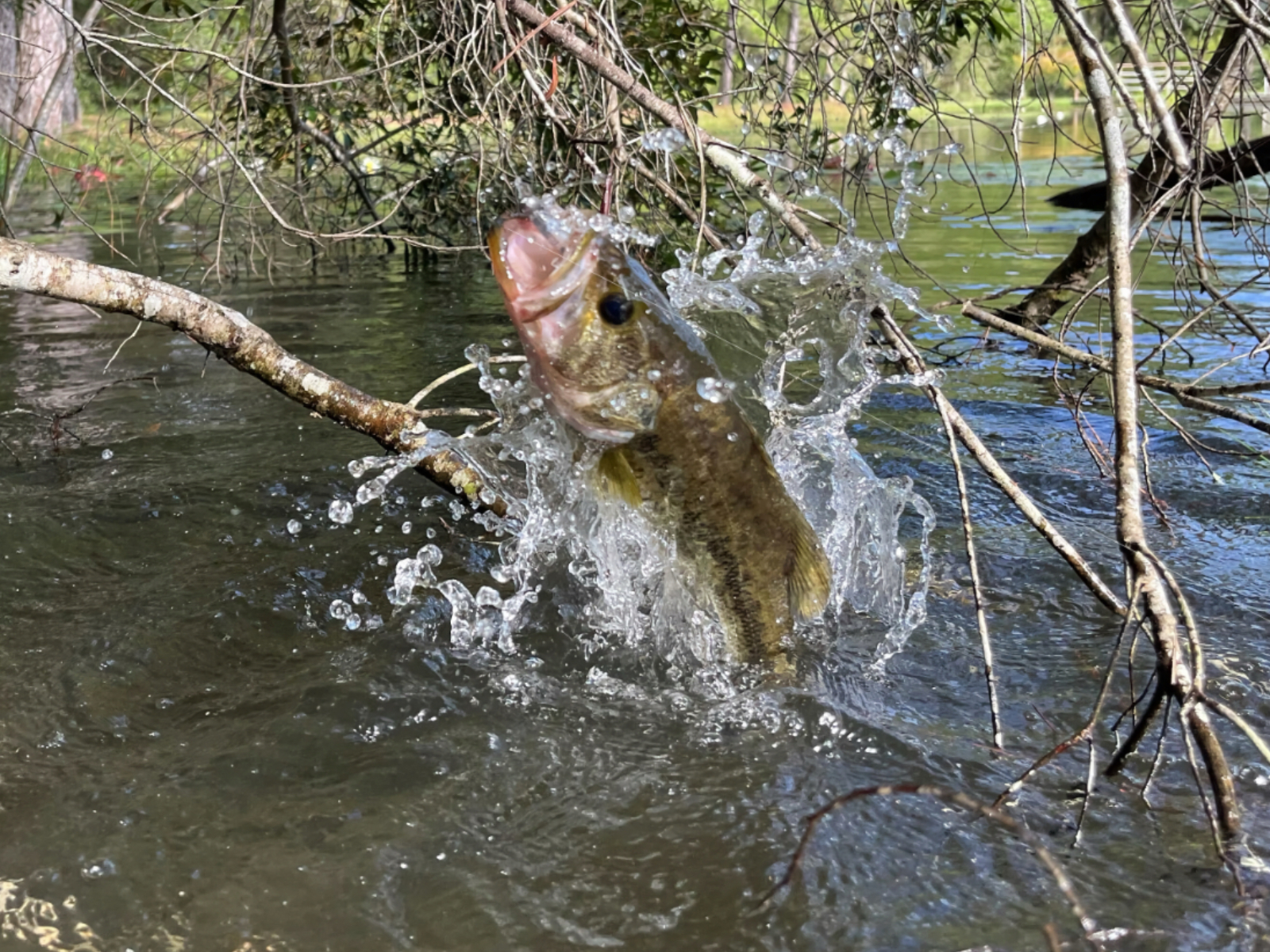 Financial institution Fishing Benifits to Fishing Throughout a Lake Turnover