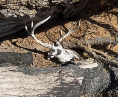 Bizarre Whitetail Skull