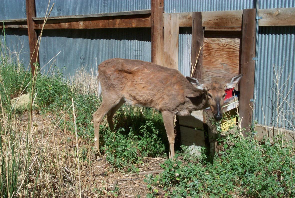 Chronic Wasting Disease Expands: New Pinedale Hunting Area
Affected