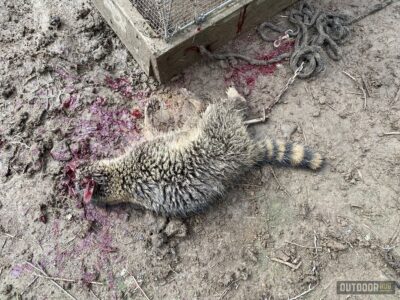 a dead raccoon with its head blown off