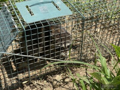 a raccoon in a live trap