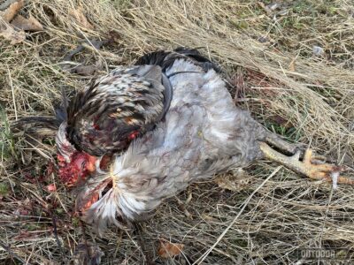 chicken killed by raccoon