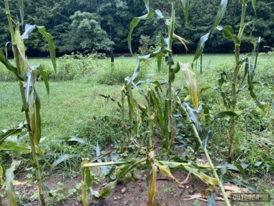 corn destroyed by raccoons